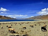 �����h�N�΂Ɨr