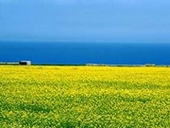 �؂̉Ԃ��炫�����Ă̐C��