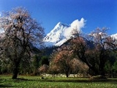 �g���̕��i