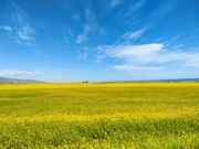 7���̐C�΂ƍ؂̉�