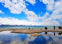 �`�x�b�g�I�v�V���i���c�A�[�@�i���c�H